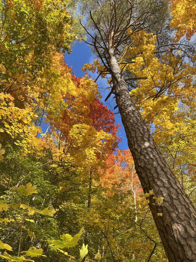 dom wolnostojący Szymanowo. Zdjęcie 2