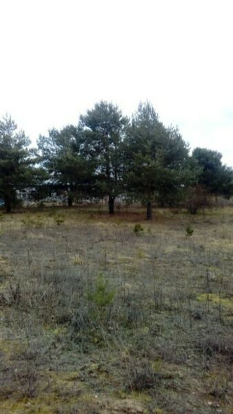 Działka rolno-budowlana Chrcynno. Zdjęcie 2