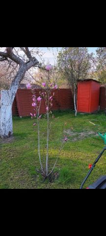 Działka rod Szczecin Golęcino, ul. Grzymińska. Zdjęcie 1