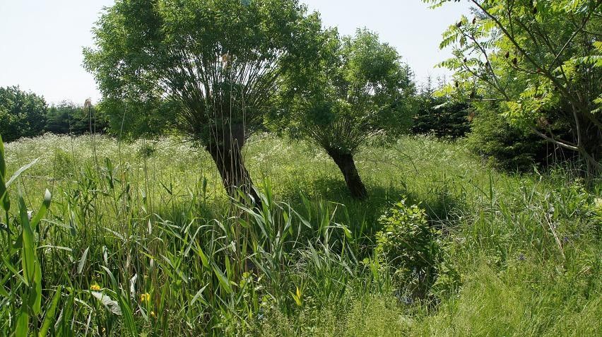Działka budowlana Rukławki. Zdjęcie 1