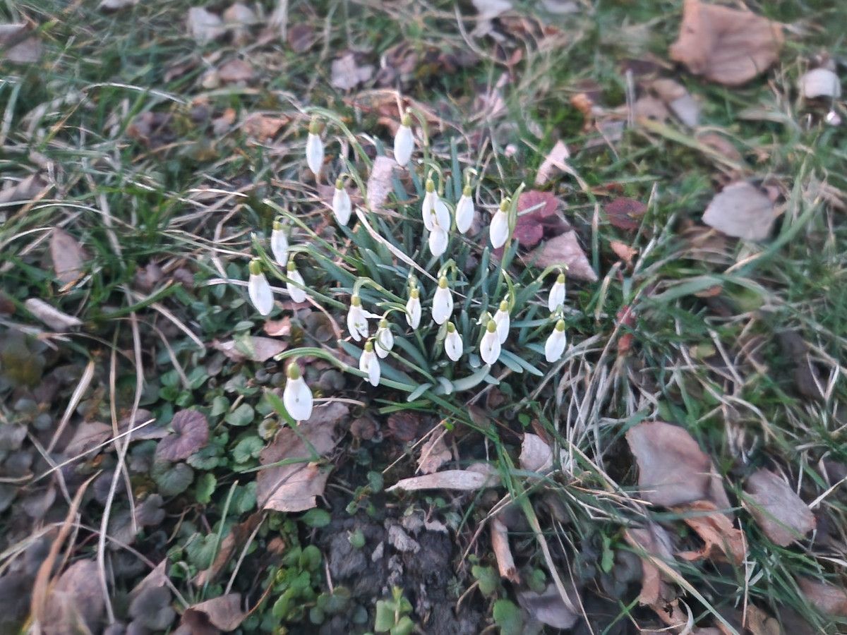 Działka rod Cieszyn. Zdjęcie 3