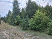 Działka rolna Nowa Wieś. Zdjęcie 4