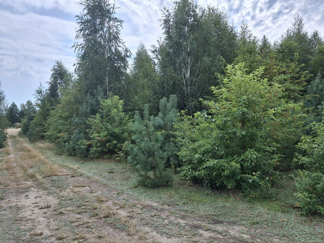 Działka rolna Nowa Wieś. Zdjęcie 5