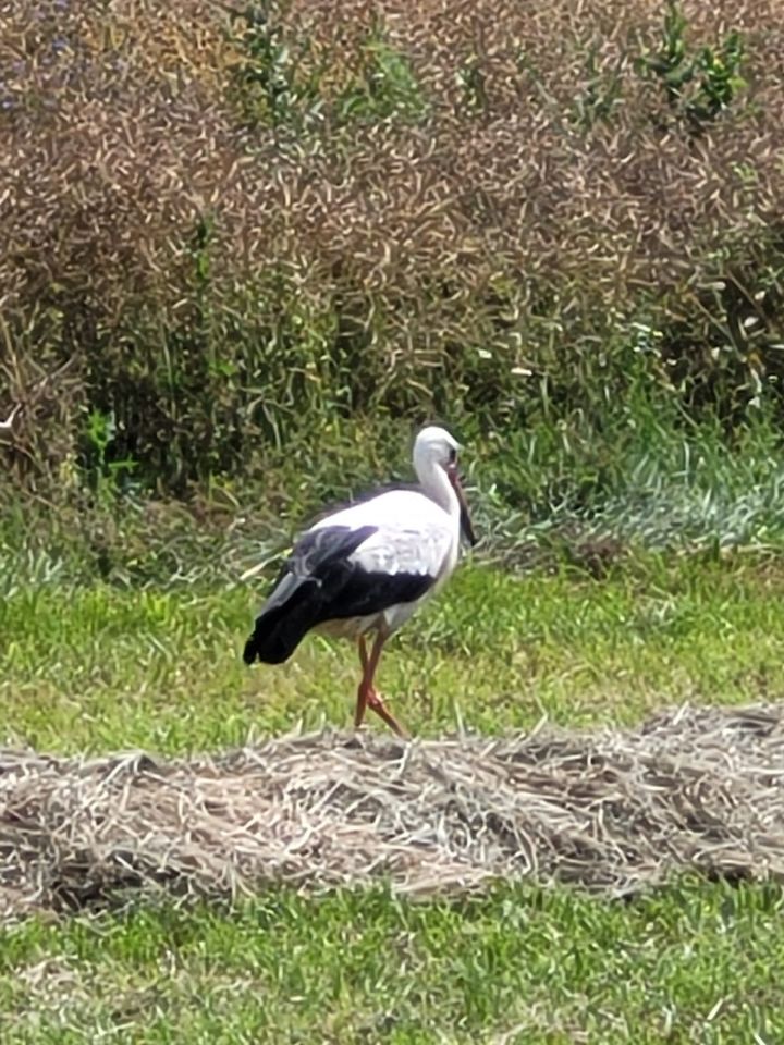 dom wolnostojący, 3 pokoje Windyki. Zdjęcie 7