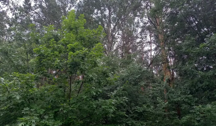 Działka leśna Mielec