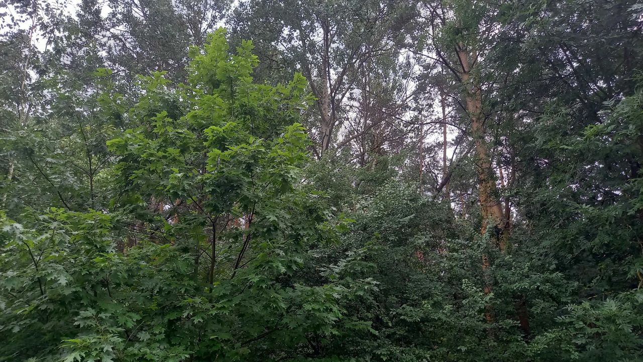 Działka leśna Mielec