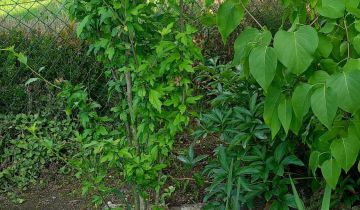 Działka rod Kędzierzyn-Koźle Koźle