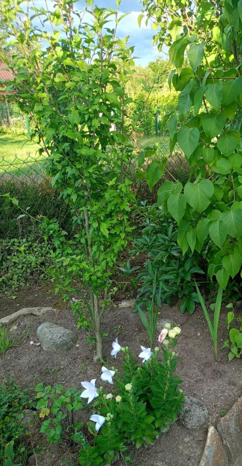 Działka rod Kędzierzyn-Koźle Koźle. Zdjęcie 2