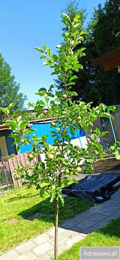 Działka rod Siemianowice Śląskie Centrum. Zdjęcie 5