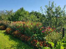 Działka rod Ostrzeszów, ul. Ceglarska. Zdjęcie 4