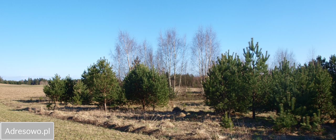Działka rekreacyjna Lipy. Zdjęcie 4