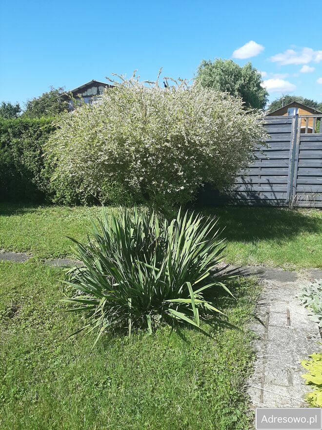 Działka rod Szczecin, ul. Wincentego Witosa. Zdjęcie 8