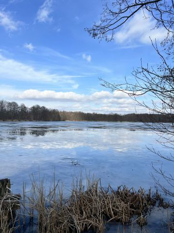 Działka rekreacyjna Dąb Polski, ul. Bratkowa. Zdjęcie 2