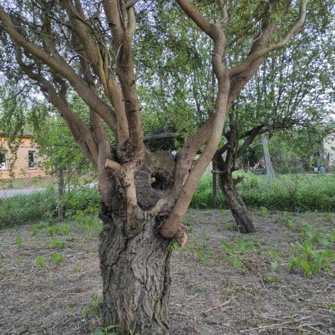 Działka siedliskowa Popowice. Zdjęcie 15