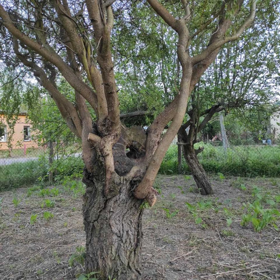 Działka siedliskowa Popowice. Zdjęcie 15