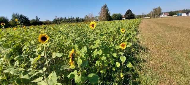Działka budowlana Nowa Dębowa Wola. Zdjęcie 2