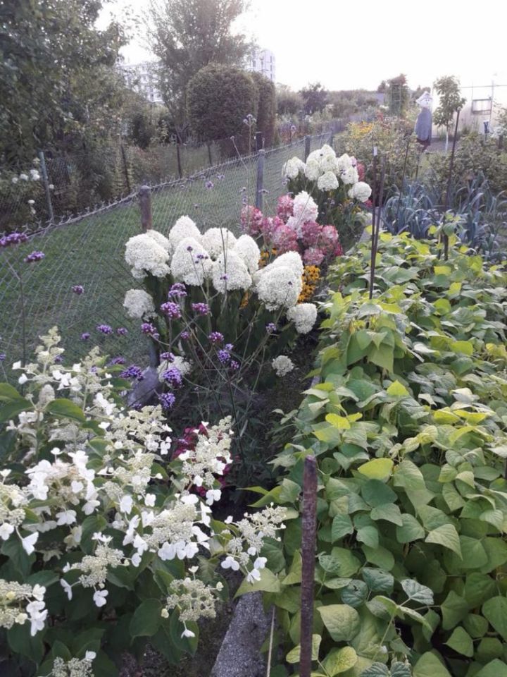 Działka rod Gorzów Wielkopolski, ul. Srebrna. Zdjęcie 6