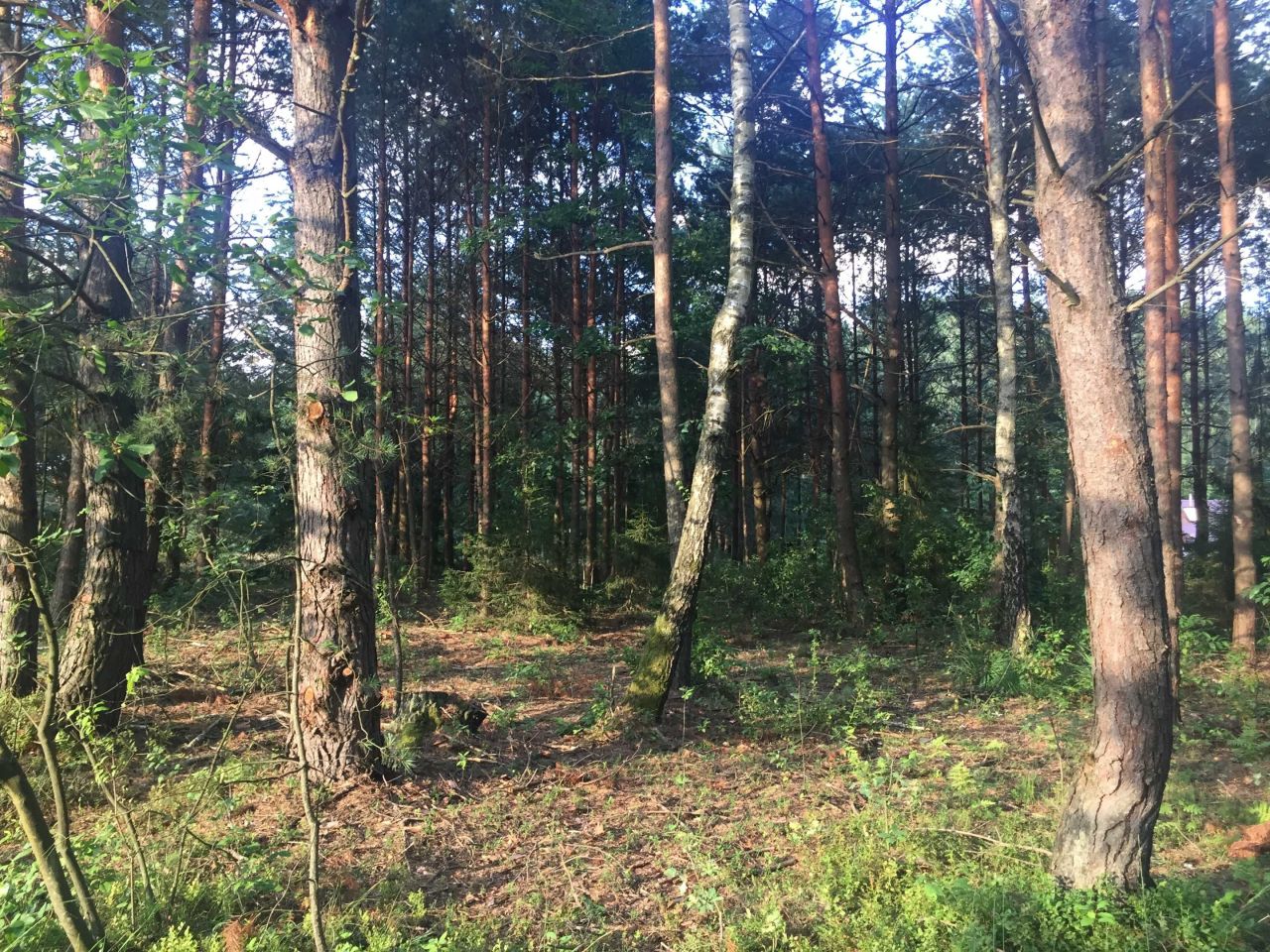 Działka budowlana Gwizdów Gwizdów. Zdjęcie 2
