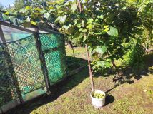 Działka rod Gorzów Wielkopolski Zakanale . Zdjęcie 1