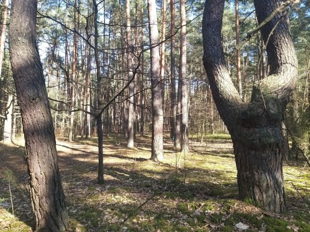 Działka rekreacyjna Osiedle Wilga. Zdjęcie 7