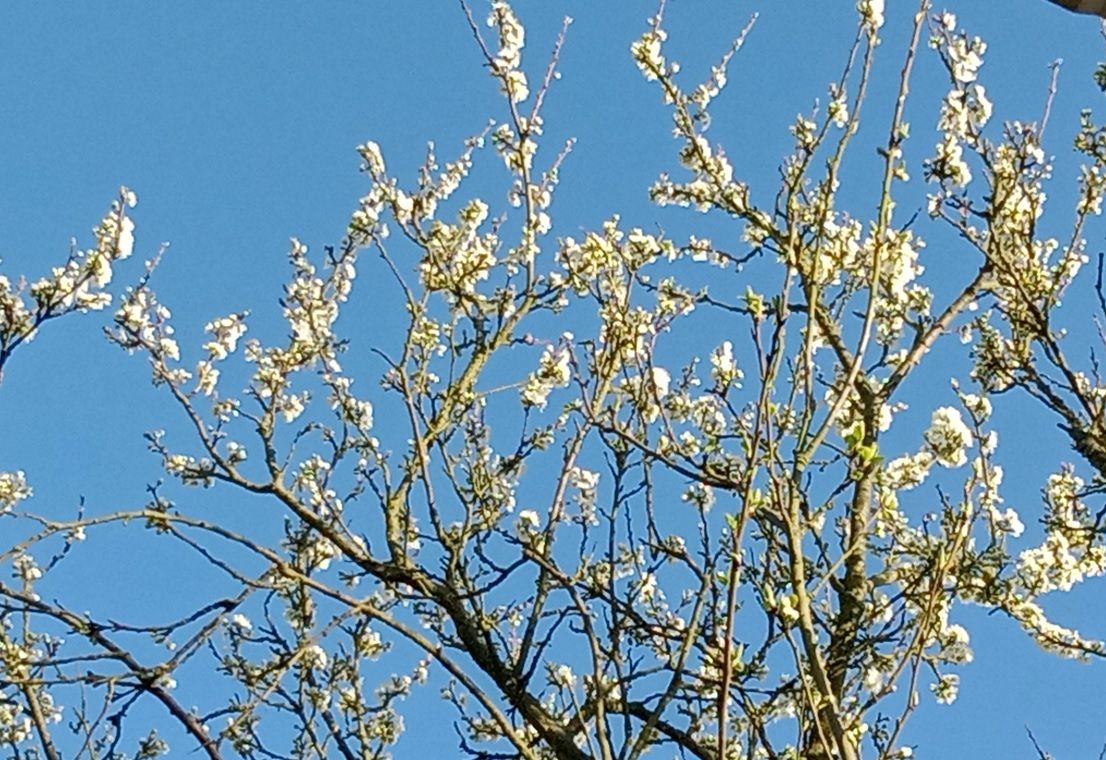 Działka rekreacyjna Szczecin Warszewo, ul. Leśna. Zdjęcie 7