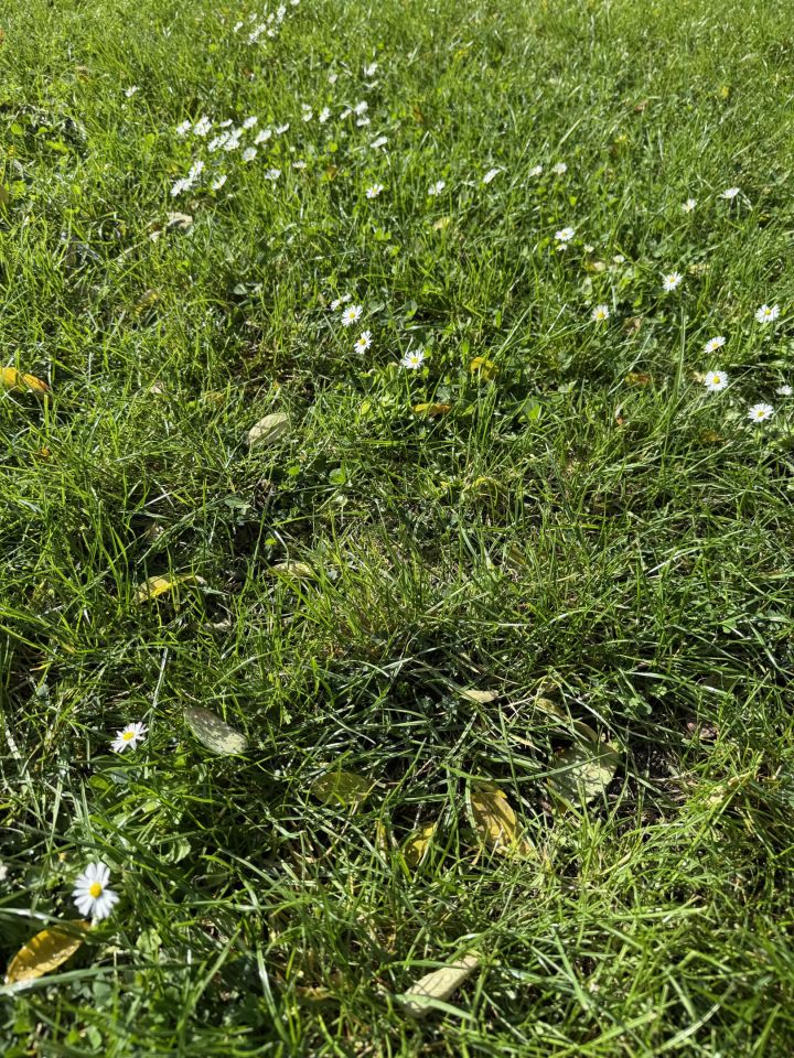 Mieszkanie 3-pokojowe Bielany Wrocławskie, ul. Ogrodowa. Zdjęcie 37