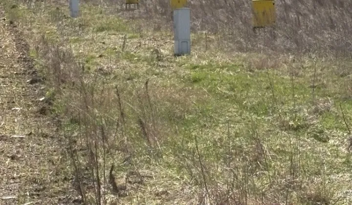Działka budowlana Nakło Śląskie, ul. Czereśniowa