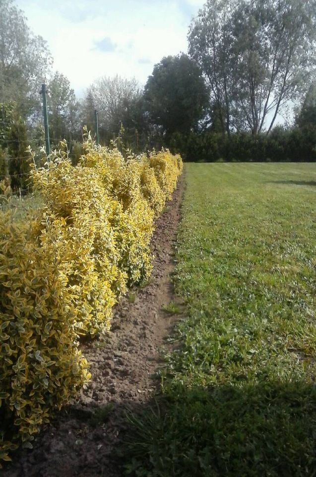 Działka budowlana Gorzów Wielkopolski Wieprzyce, ul. Dolna. Zdjęcie 13