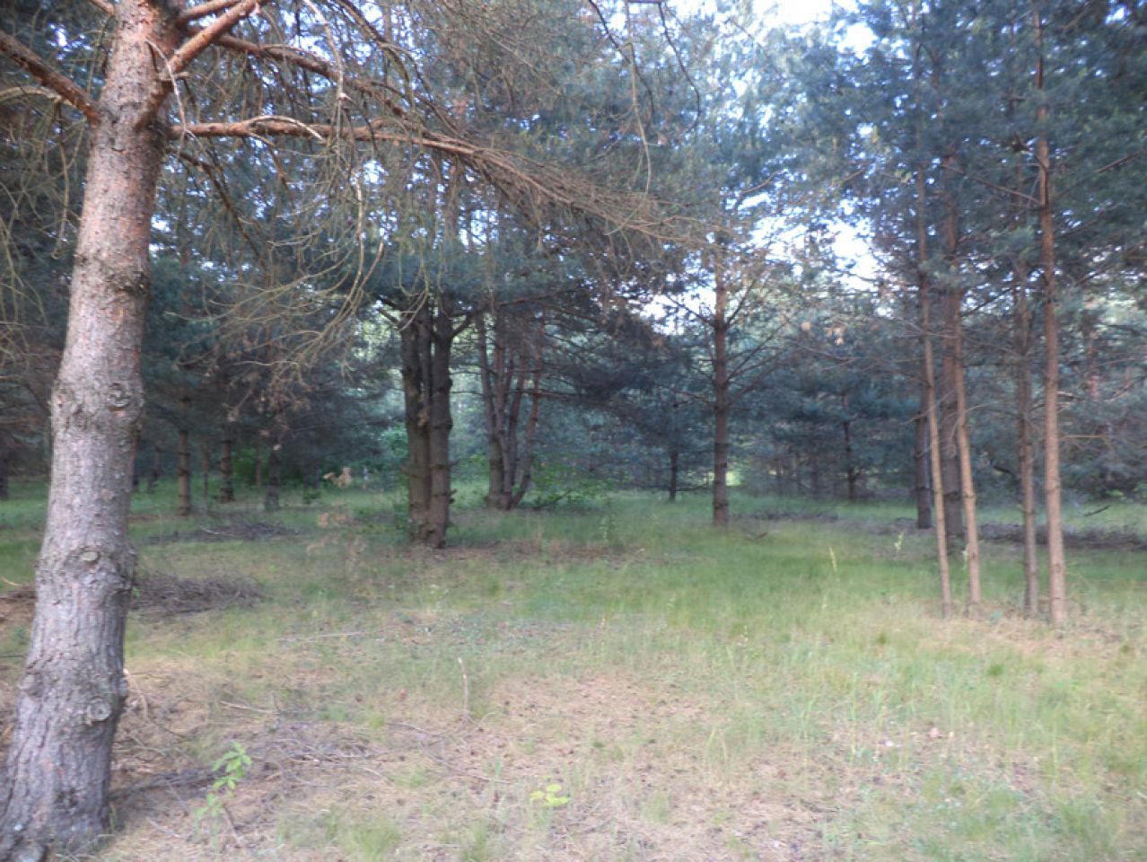 Działka siedliskowa Rędziny. Zdjęcie 5