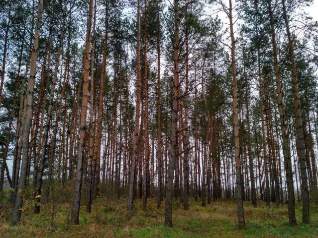 Działka leśna Skalimowo. Zdjęcie 1