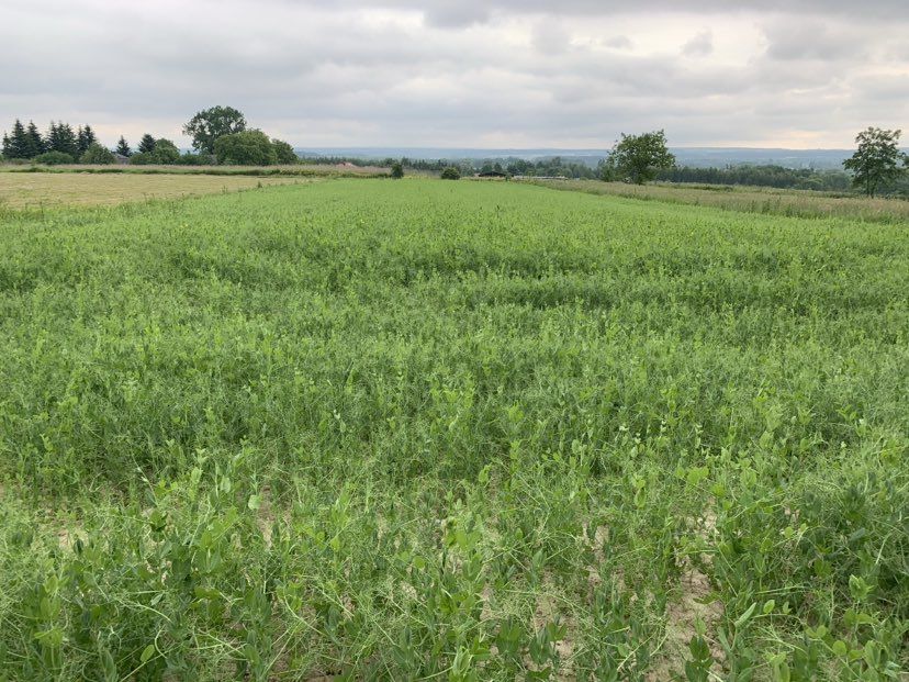 Działka rolno-budowlana Majdan Górny Majdan Górny Pierwszy. Zdjęcie 2