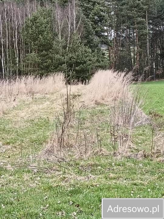 Działka Łowinia. Zdjęcie 2