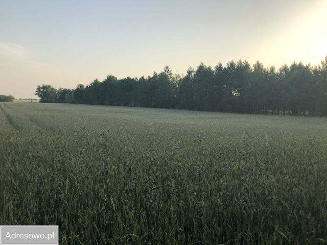 Działka rolna Borkowo. Zdjęcie 1