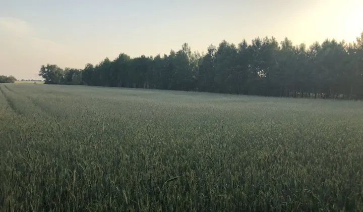 Działka rolna Borkowo