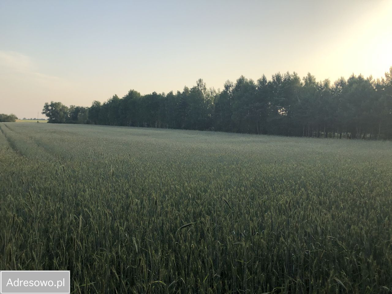 Działka rolna Borkowo. Zdjęcie 1