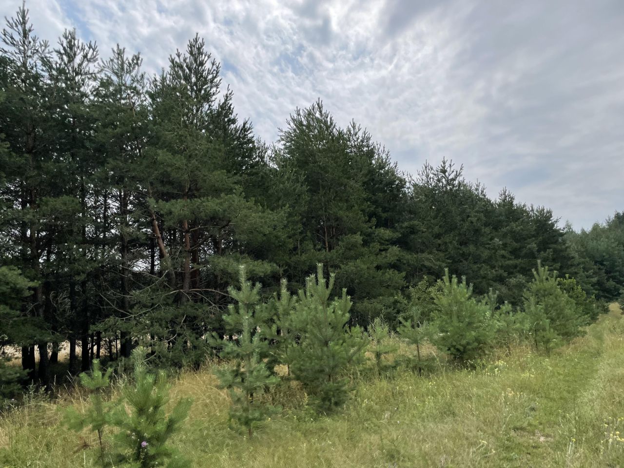 Działka rolno-budowlana Kopczany. Zdjęcie 15