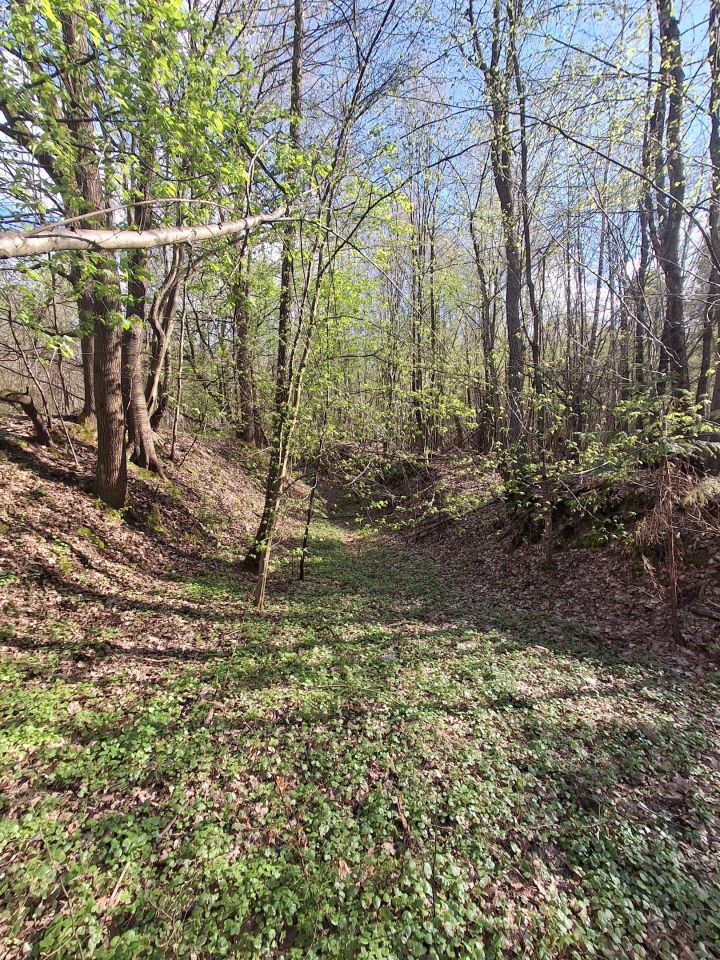 Działka leśna Lipnica Dolna, BRAK. Zdjęcie 7