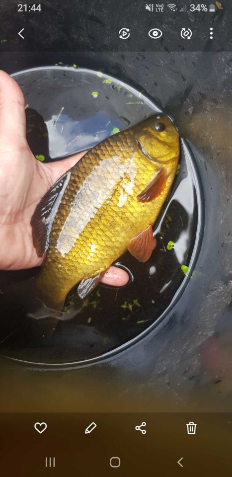 Działka rekreacyjna Rypin. Zdjęcie 6