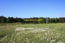 Działka rolna Świniary. Zdjęcie 1