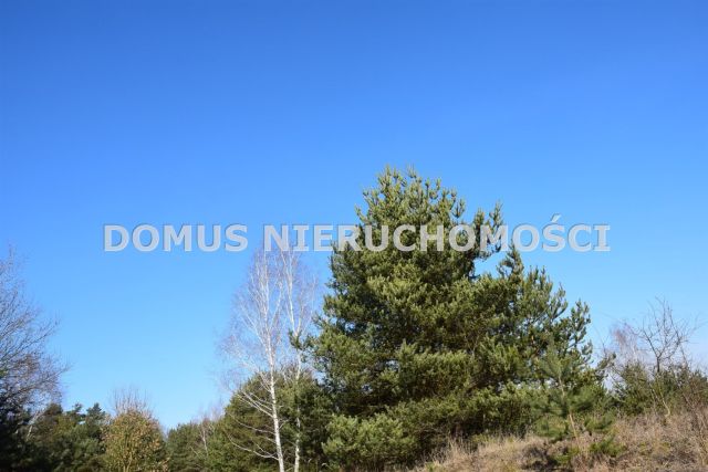 Działka leśna Tworzyjanki. Zdjęcie 5