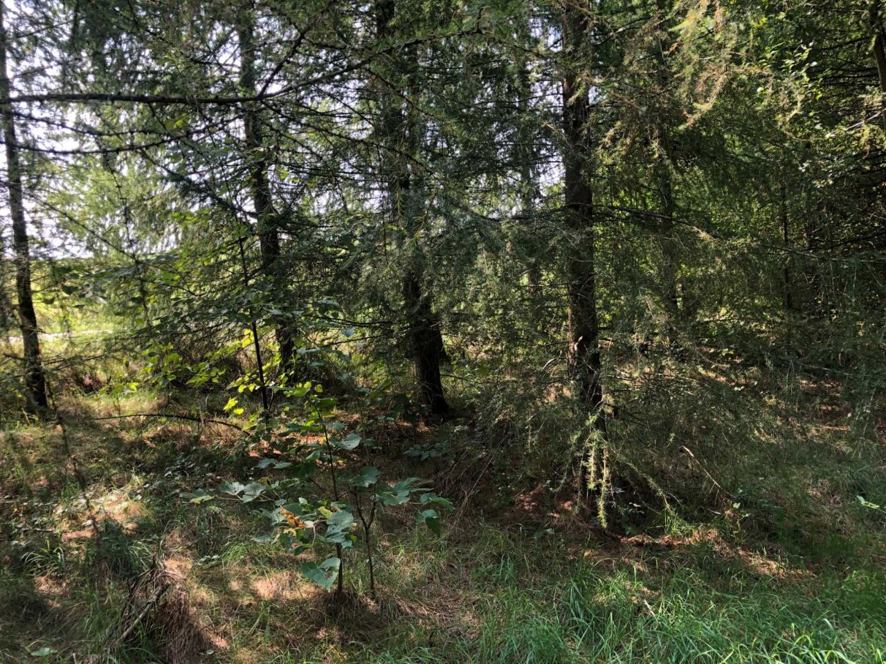 Działka leśna Jawornik Polski. Zdjęcie 8