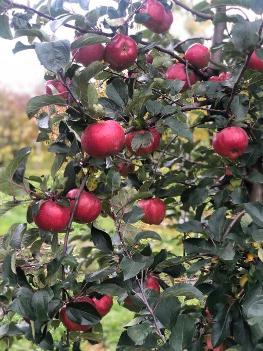 Działka budowlana Mochle. Zdjęcie 8