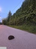 Działka budowlana Warszawa Ursus, ul. Kazimierza Odnowiciela. Zdjęcie 1