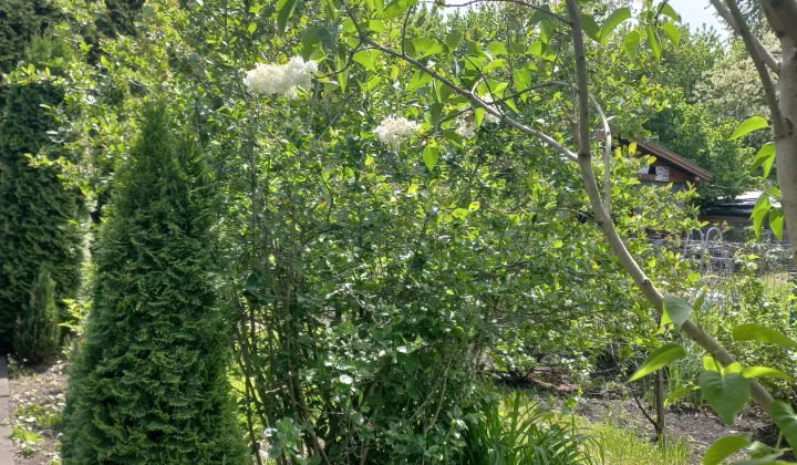 Działka rod Warszawa Targówek, Janowiecka 77