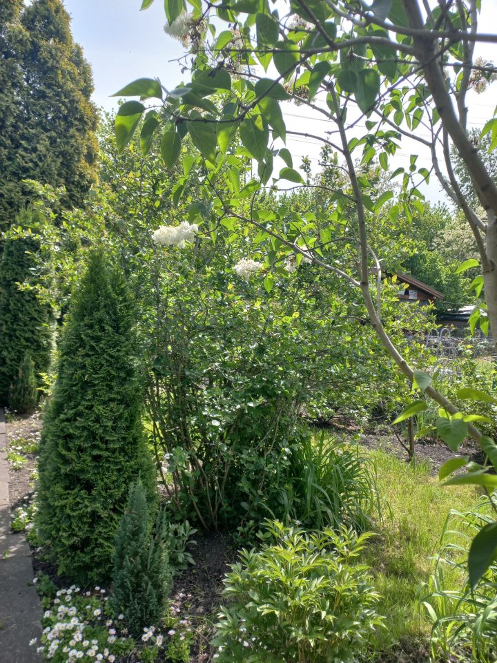 Działka rod Warszawa Targówek, Janowiecka 77. Zdjęcie 1