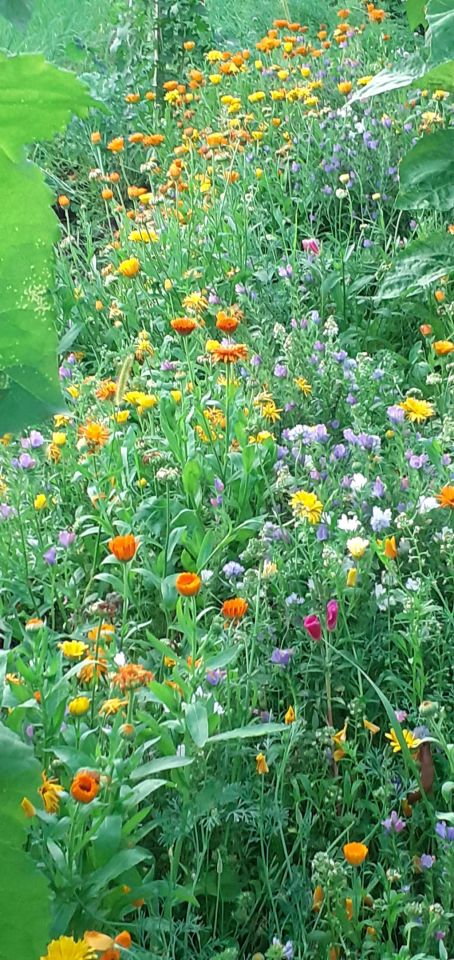 Działka rod Wrocław Fabryczna, ul. Grabiszyńska. Zdjęcie 5