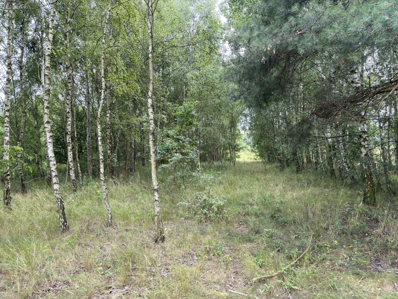 Działka budowlana Węgrzynów, pogodna. Zdjęcie 10