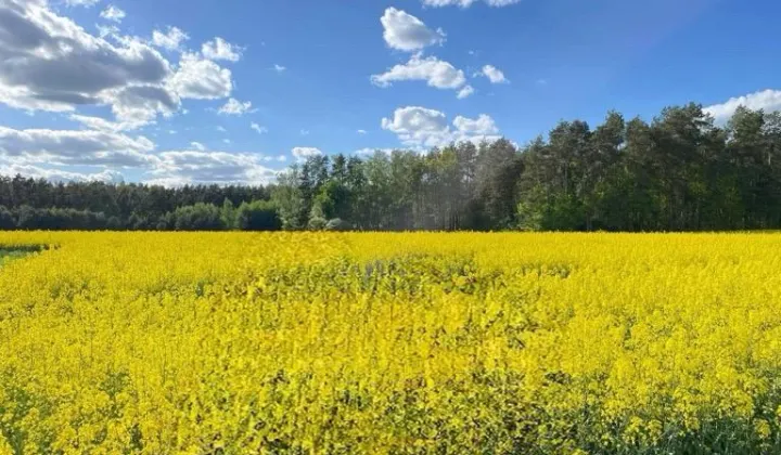 Działka budowlana Winniczka, ul. Leśna