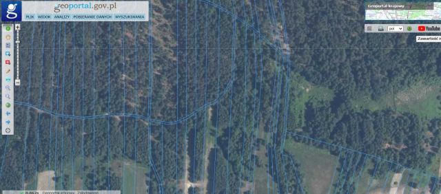 Działka leśna Kurzyna Średnia. Zdjęcie 1