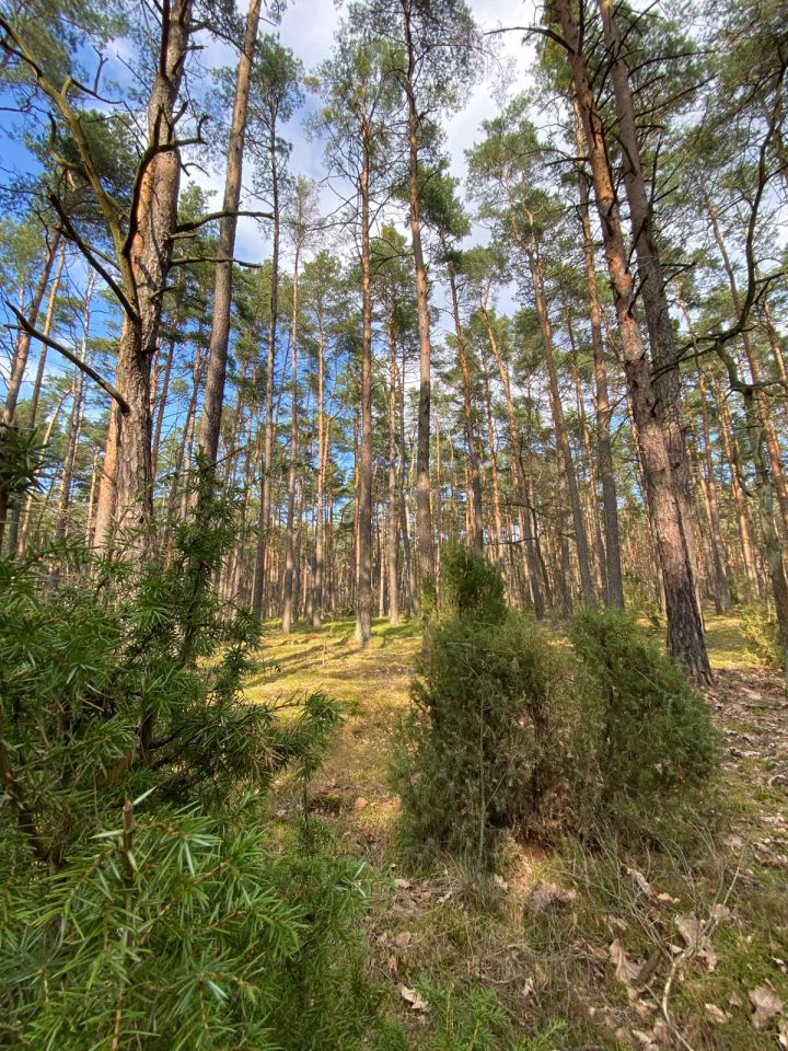 Działka inwestycyjna Cząstków Polski. Zdjęcie 2